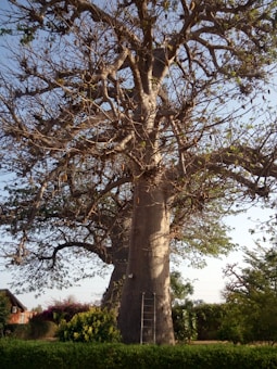 A large, leafless tree with a thick trunk stands in a grassy area. The branches are expansive and twisted, stretching out in various directions. A ladder is leaning against the trunk, indicating recent activity or maintenance. A building with a slanted roof is partially visible to the left, surrounded by bushes and flowering plants.