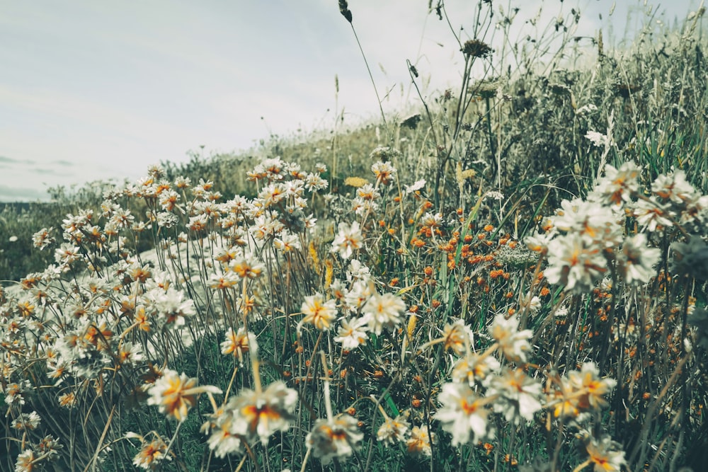 white and yellow flowers under white sky during daytime