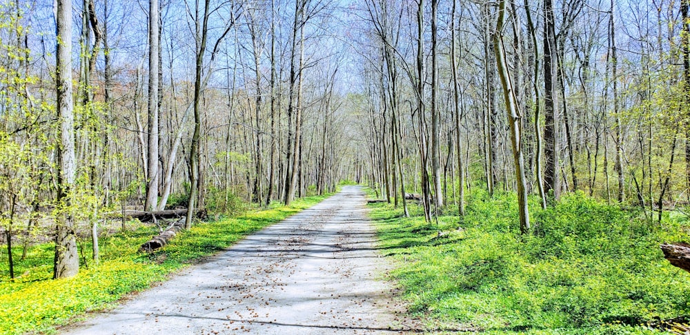 pathway between green grass and trees