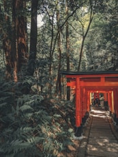 brown wooden bridge in the woods