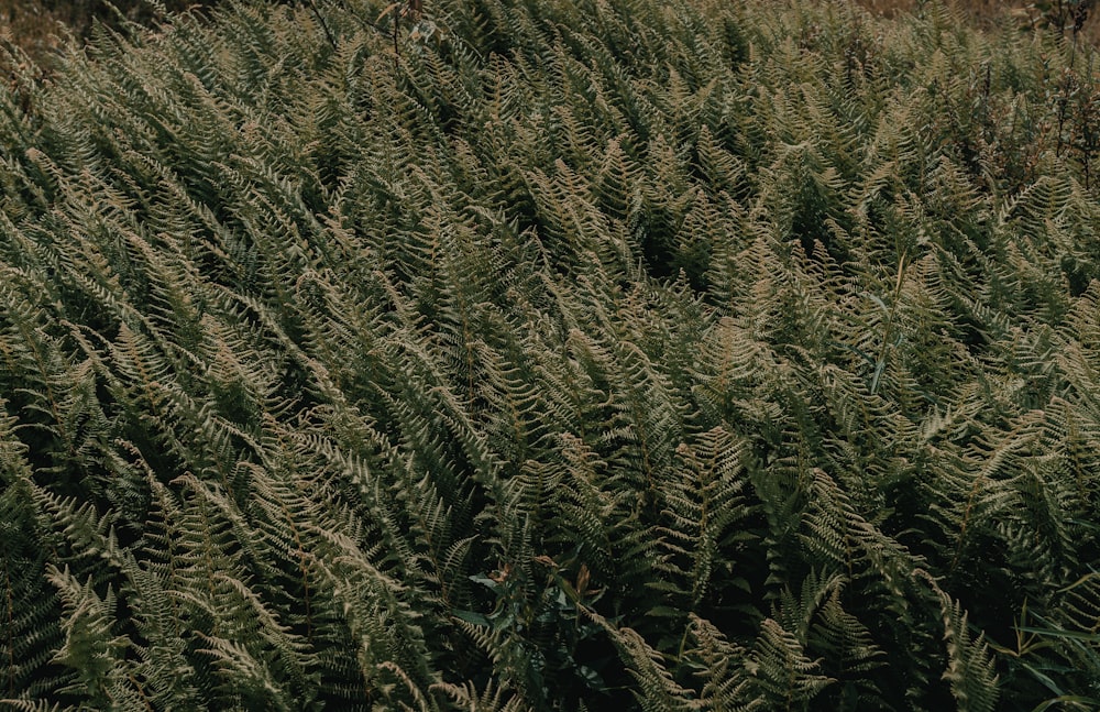 green and brown grass field