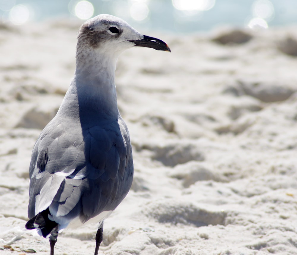 white and gray bird on gray sand during daytime