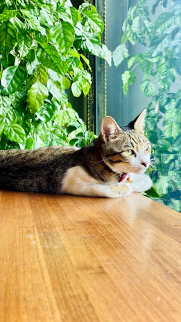 A content tabby cat lounging on a soft beige cushion near a window with greenery outside.