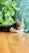A content tabby cat lounging on a cozy windowsill surrounded by indoor plants.