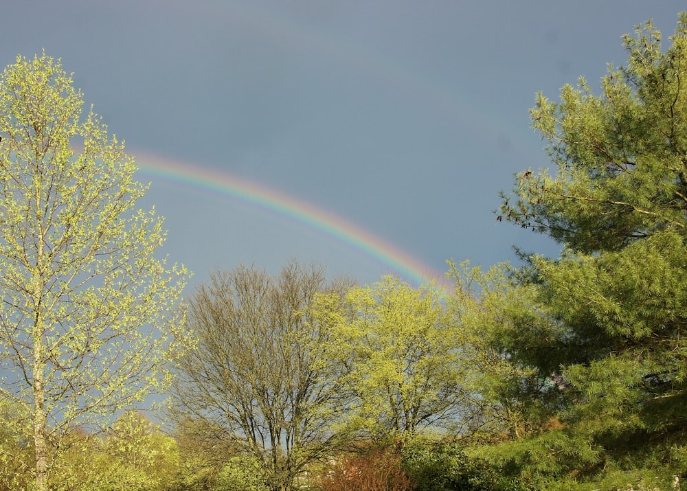 green trees under rainbow during daytime