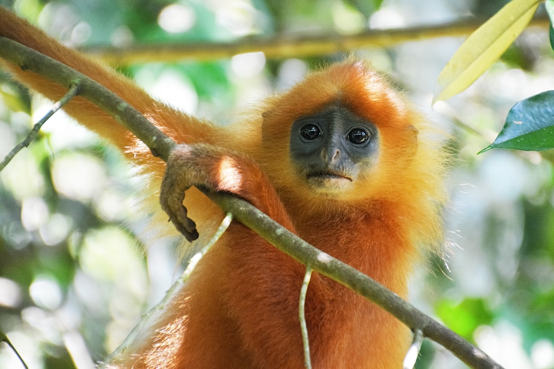 Red leaf monkey in the Danum Valley rainforest, Sabah, Borneo