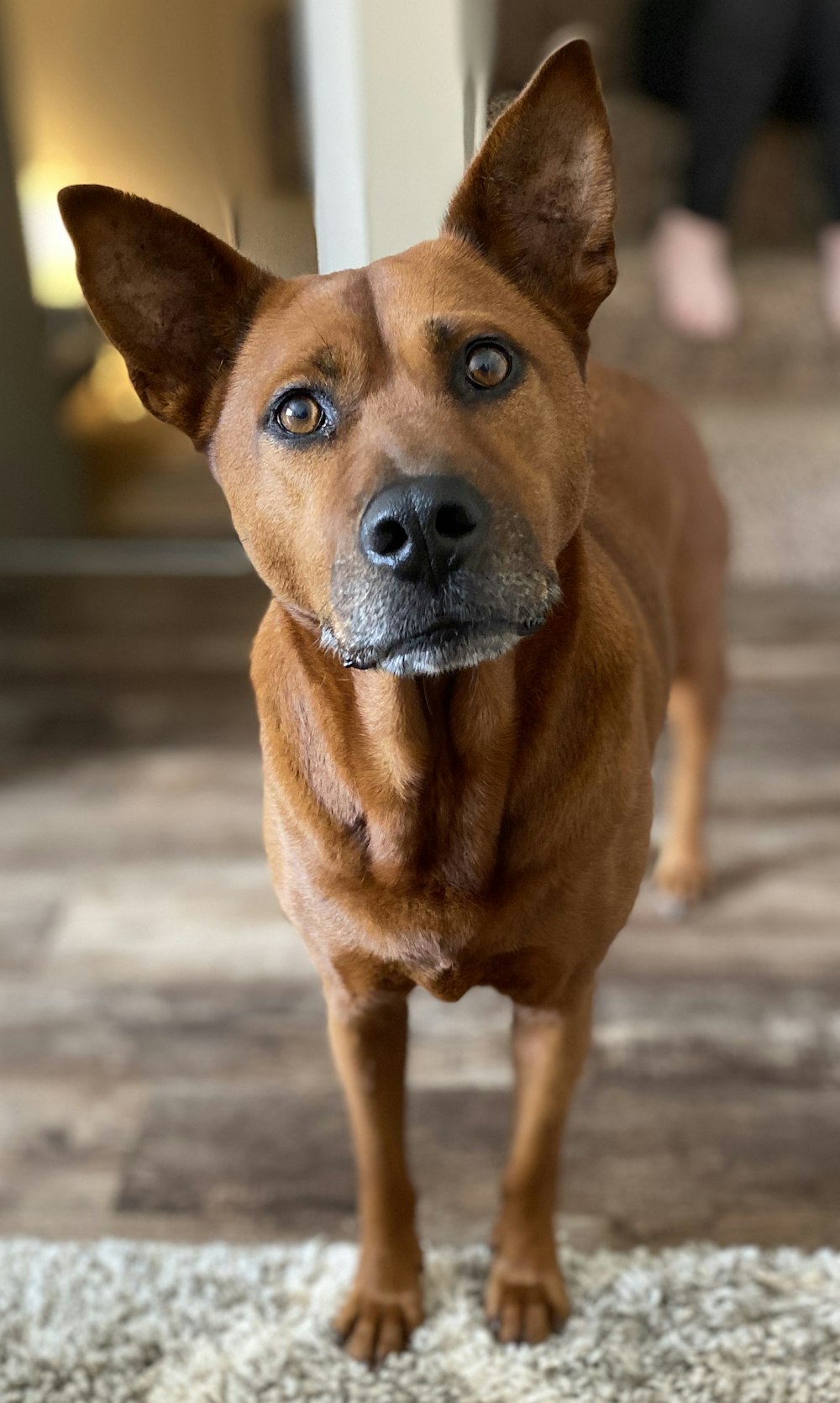 brown short coated dog on gray concrete floor