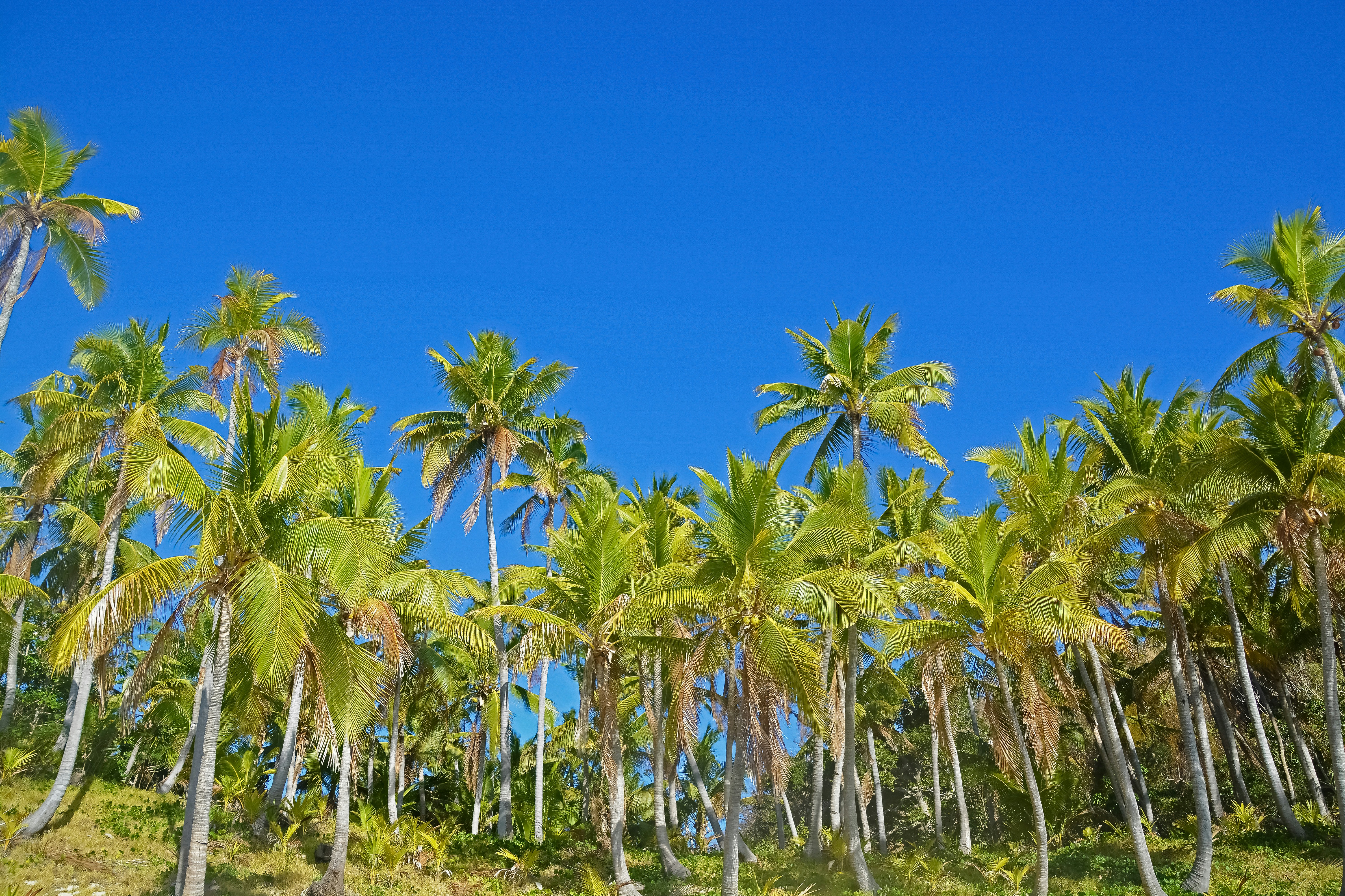 Tropical Background Photo : Search for more beautiful pictures and free