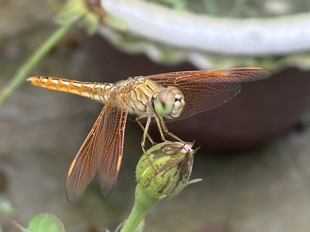 brown and yellow dragonfly on green plant stem