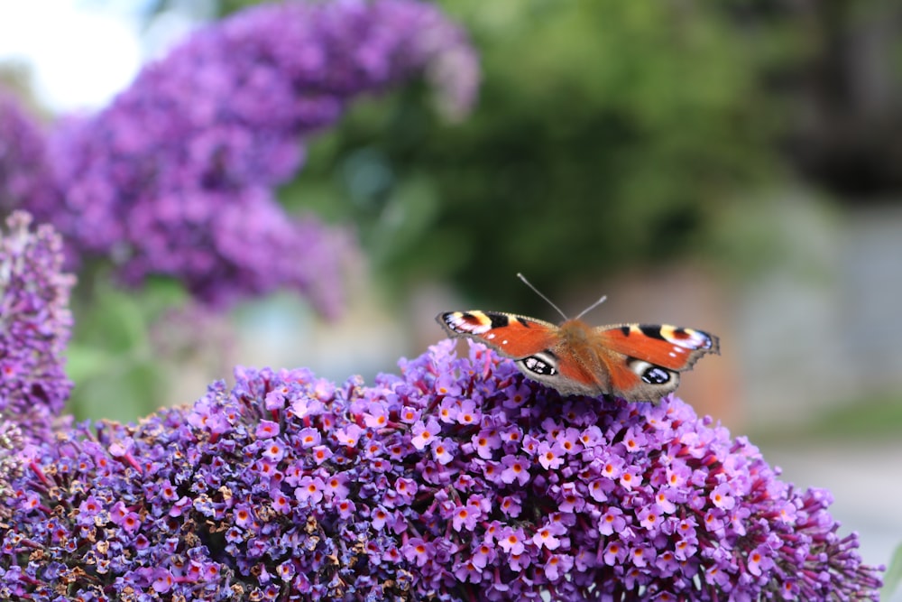 peacock butterfly perched on purple flower in close up photography during daytime