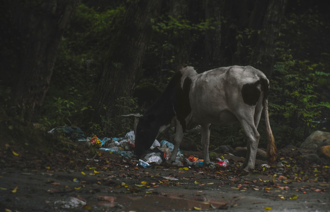 white and black cow on brown and black soil