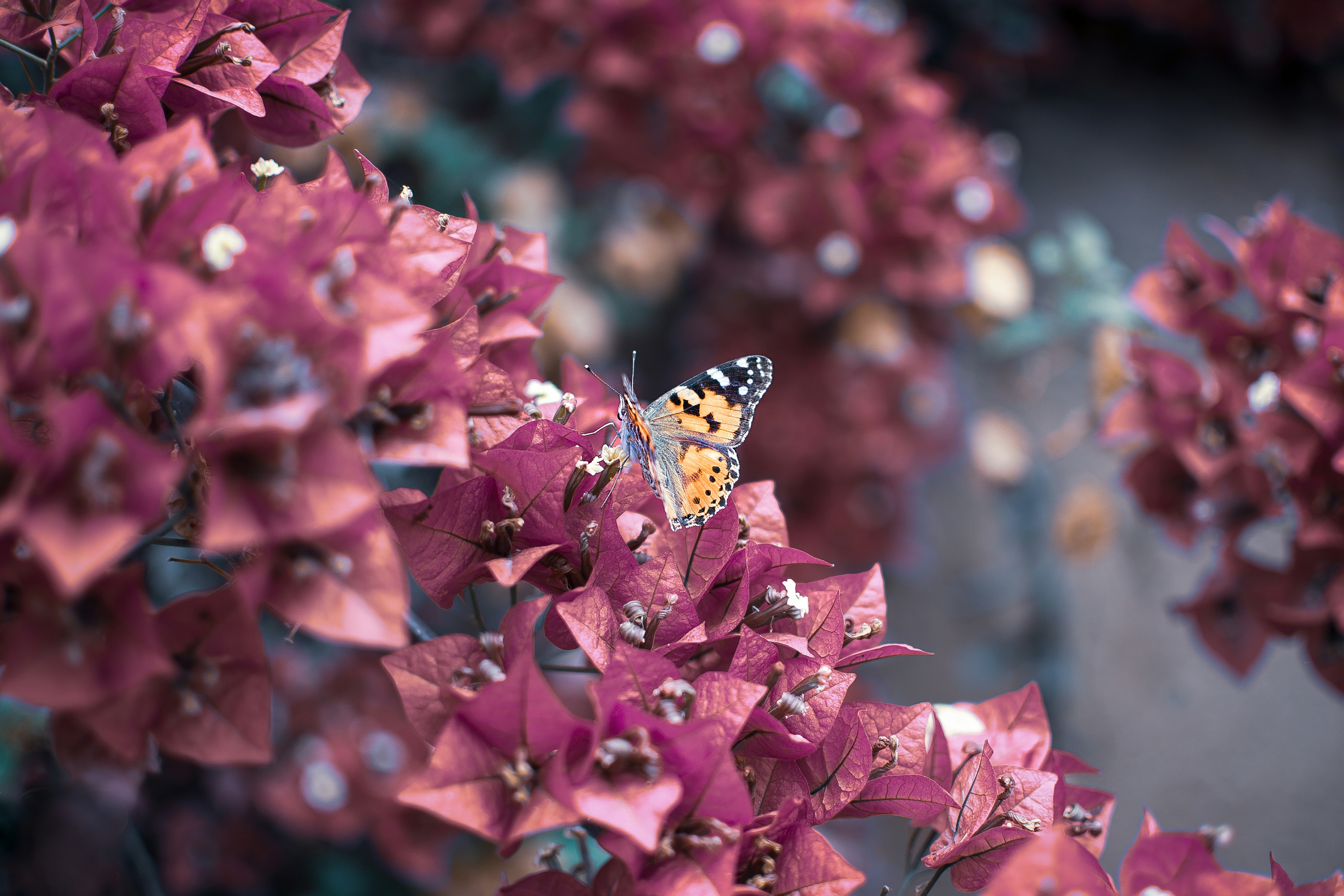 black white and yellow butterfly perched on pink flower