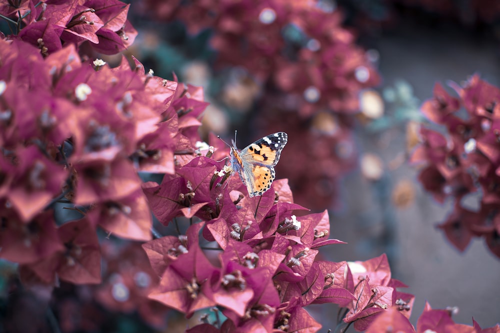 black white and yellow butterfly perched on pink flower