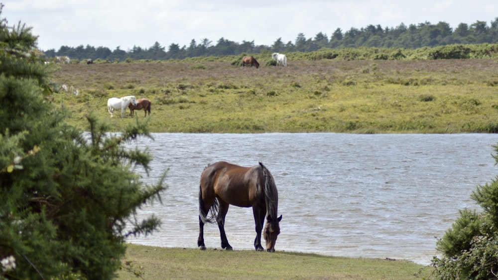 horses on green grass field near body of water during daytime