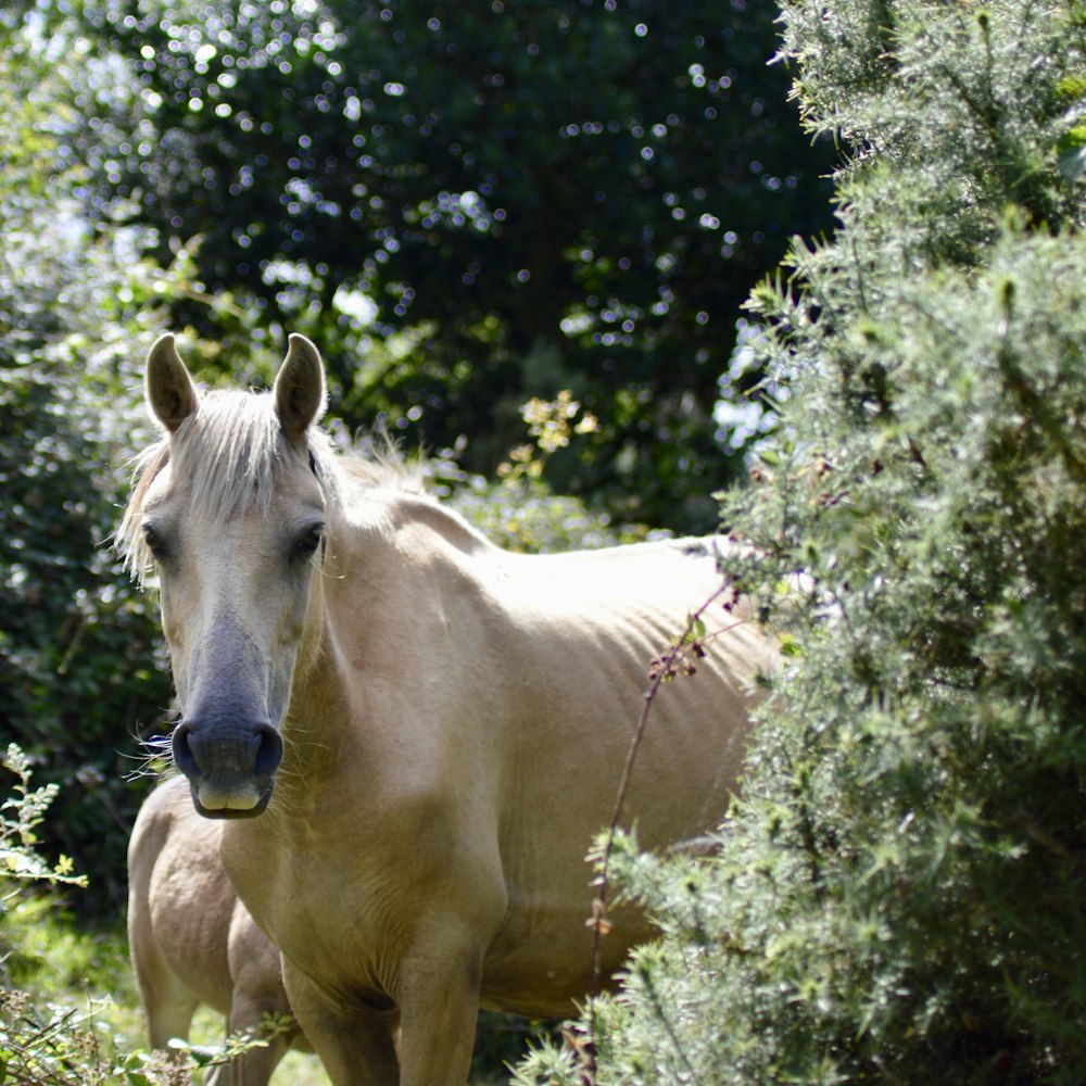 brown horse eating grass during daytime