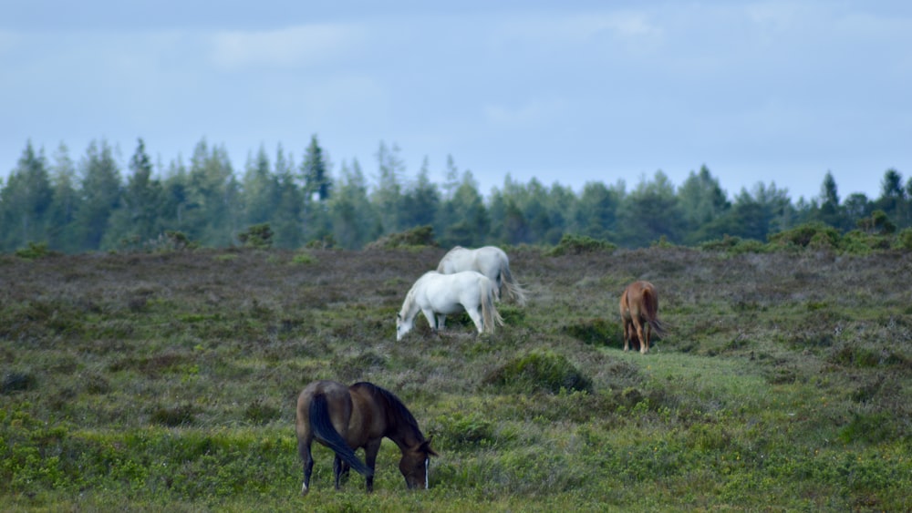 white and brown horses on green grass field during daytime