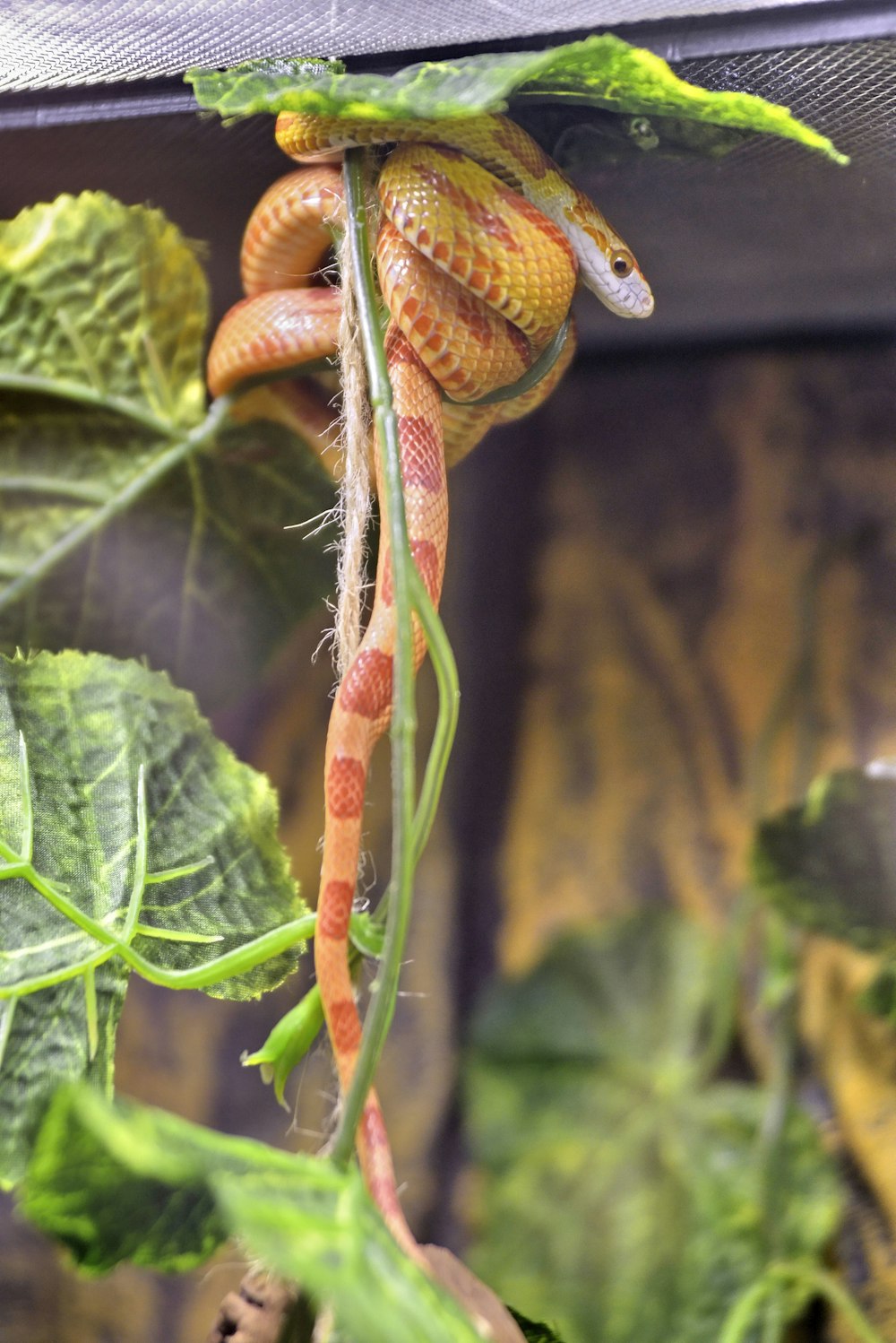 orange and black snake on green leaf plant