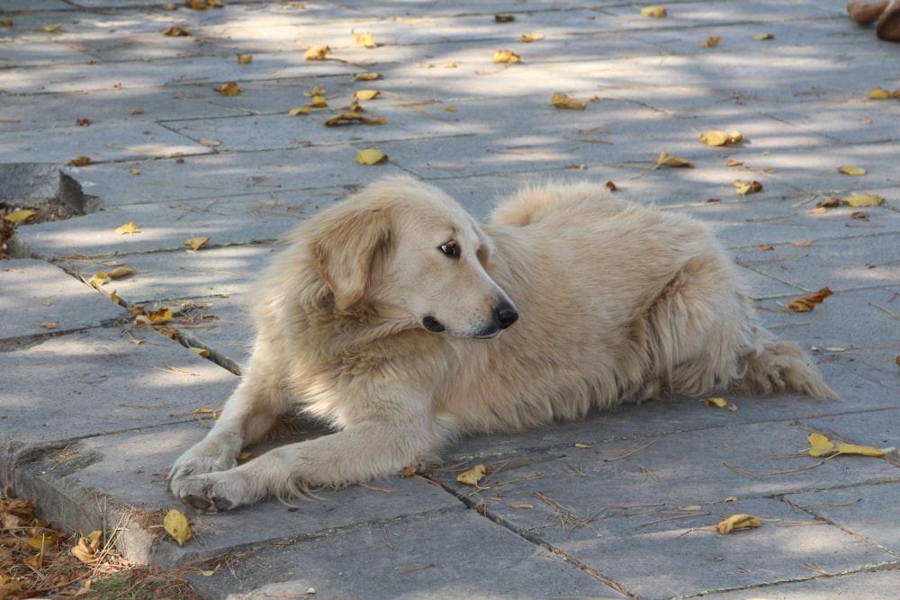 white long coated dog lying on the ground