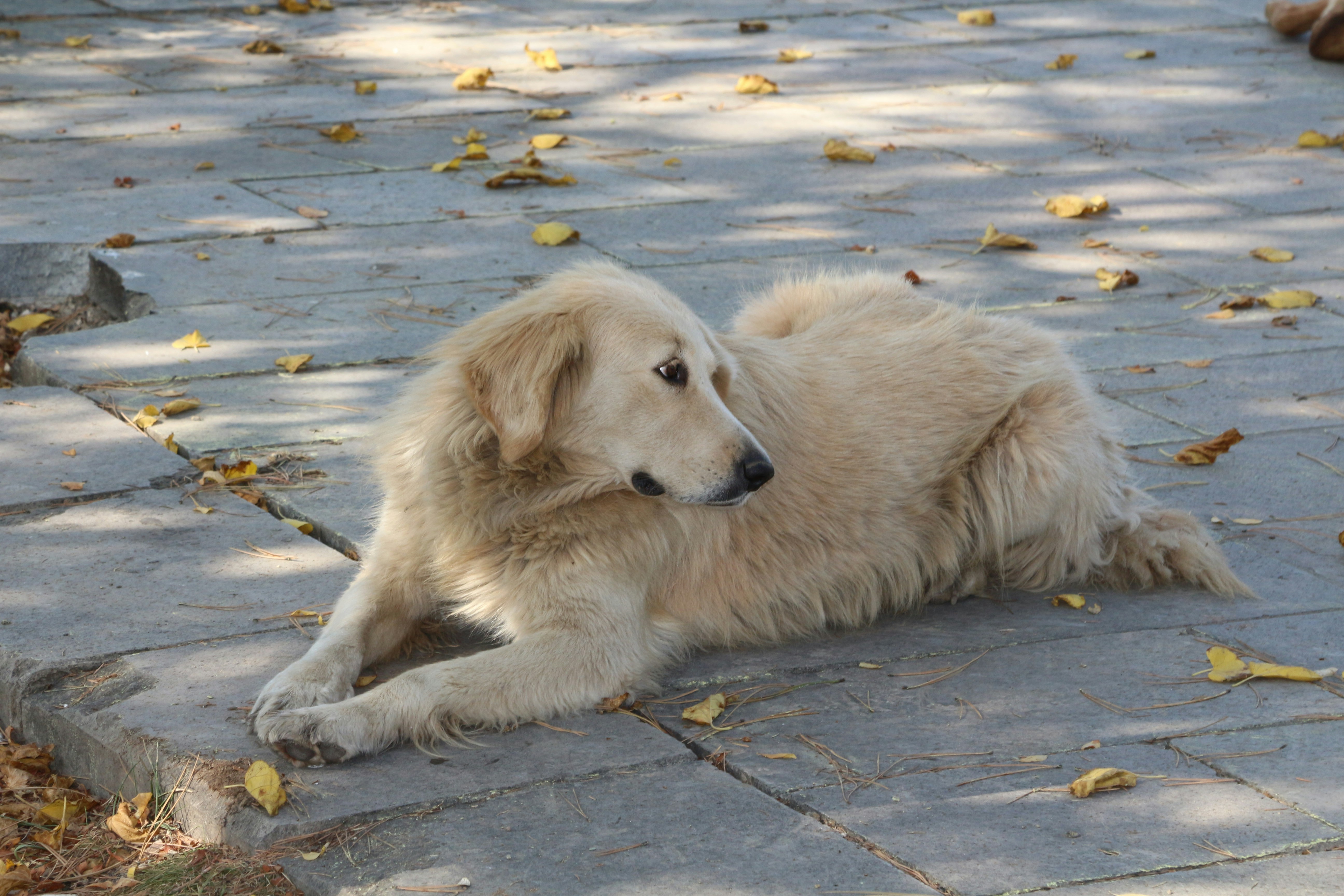 Sweet dog sitting on the stone floor.