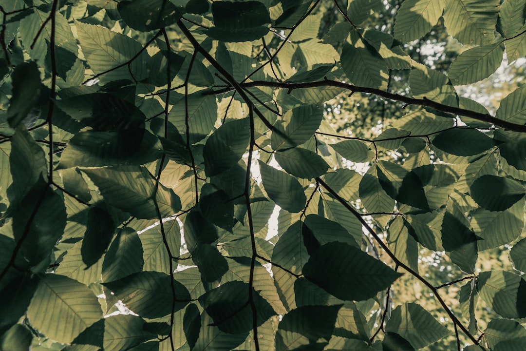 green leaves during day time