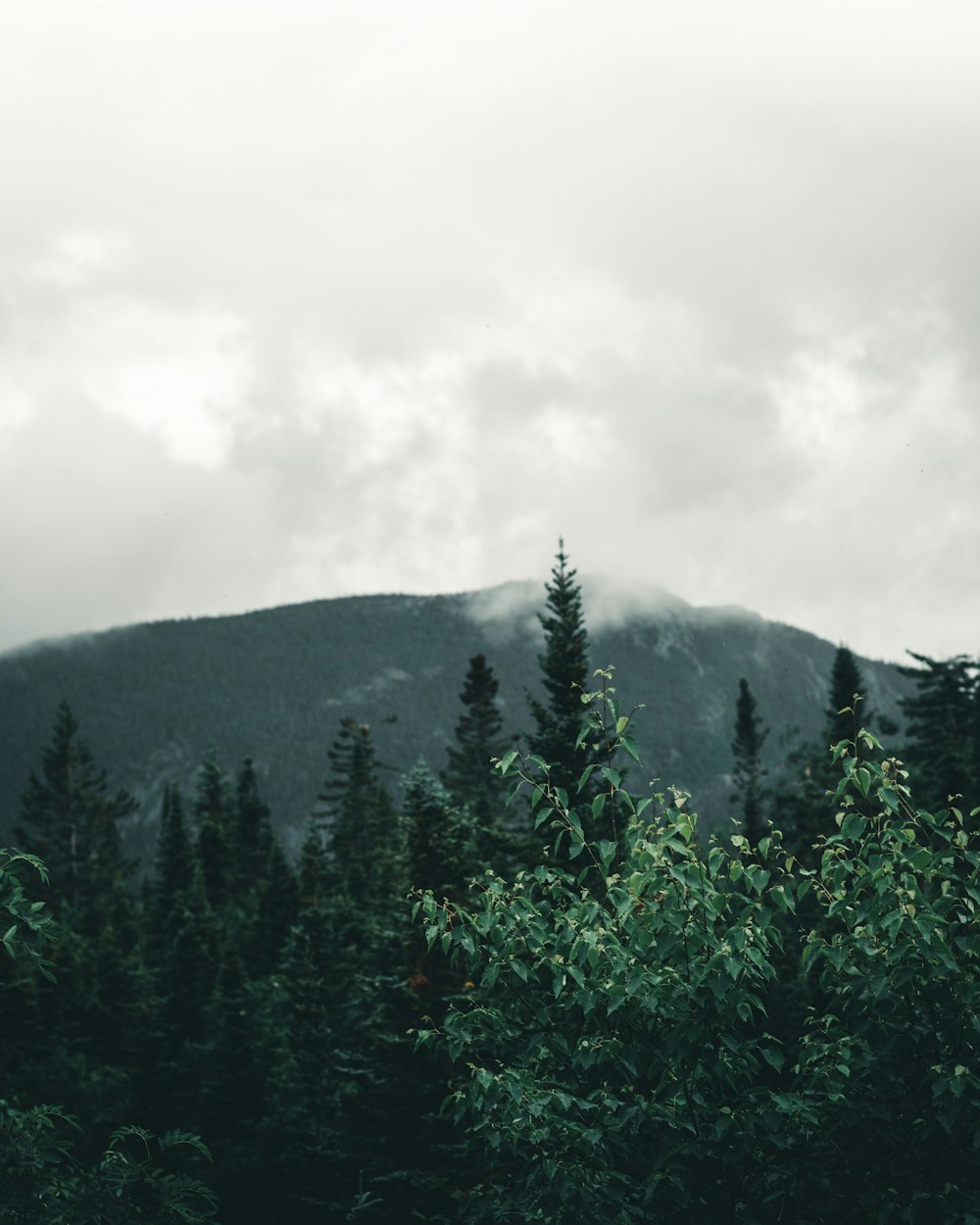 a forest with a mountain in the background