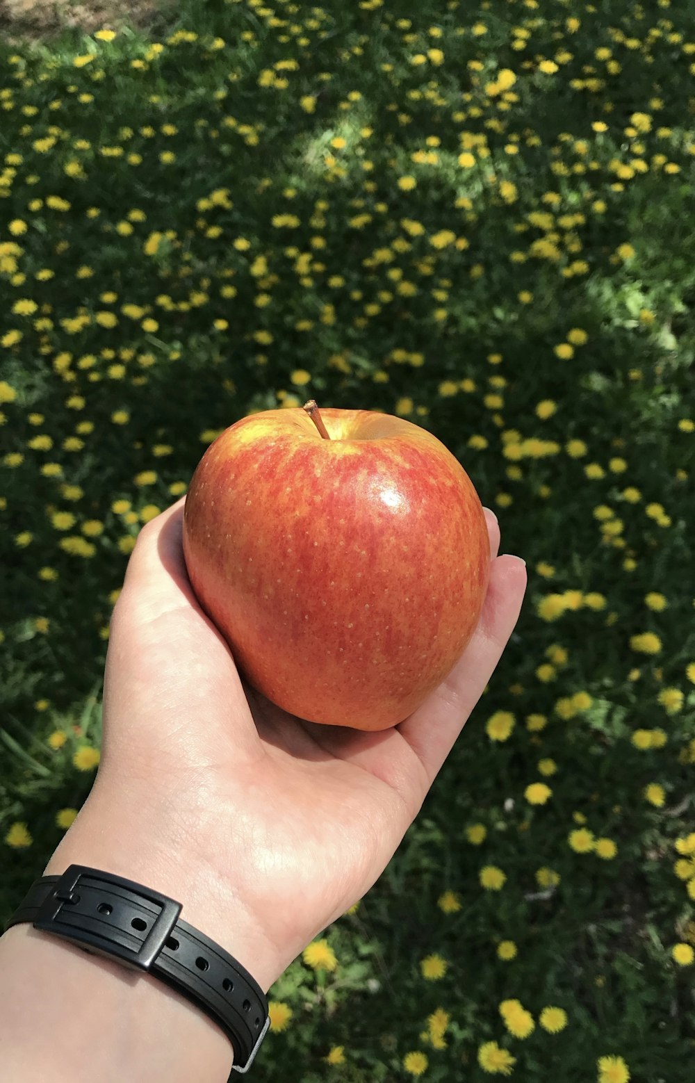 person holding red apple fruit