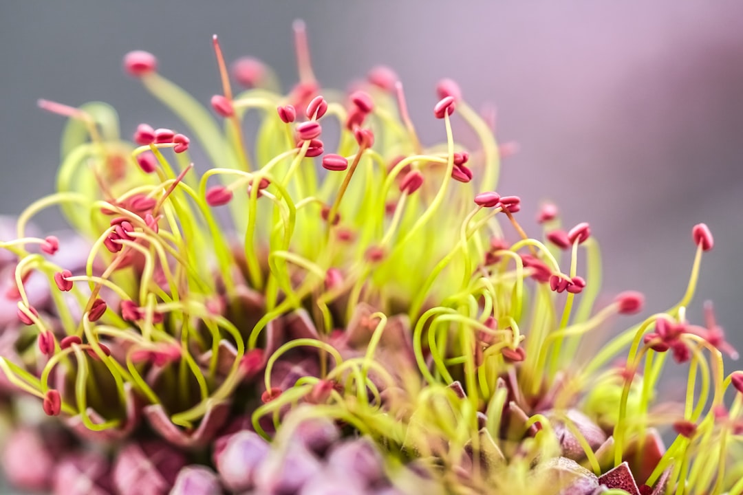 pink and green flower buds