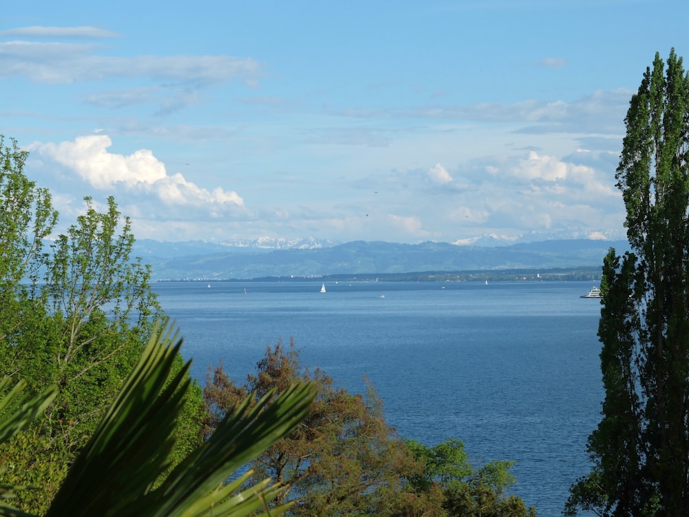 green trees near body of water under blue sky during daytime