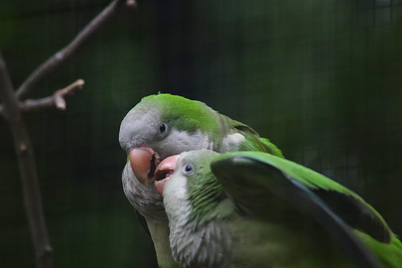 green and white bird on brown tree branch