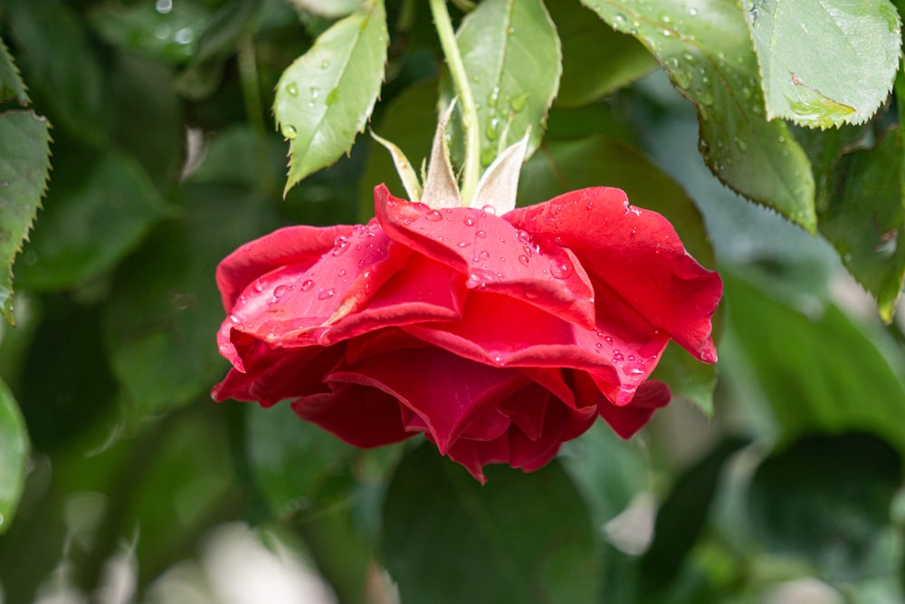 red rose in bloom during daytime