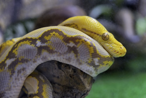 A large yellow and white snake with intricate patterns resting on a piece of wood. Its scales display a mix of yellow and grayish hues, while its head features a distinct pale yellow color and eyes with narrow vertical pupils.