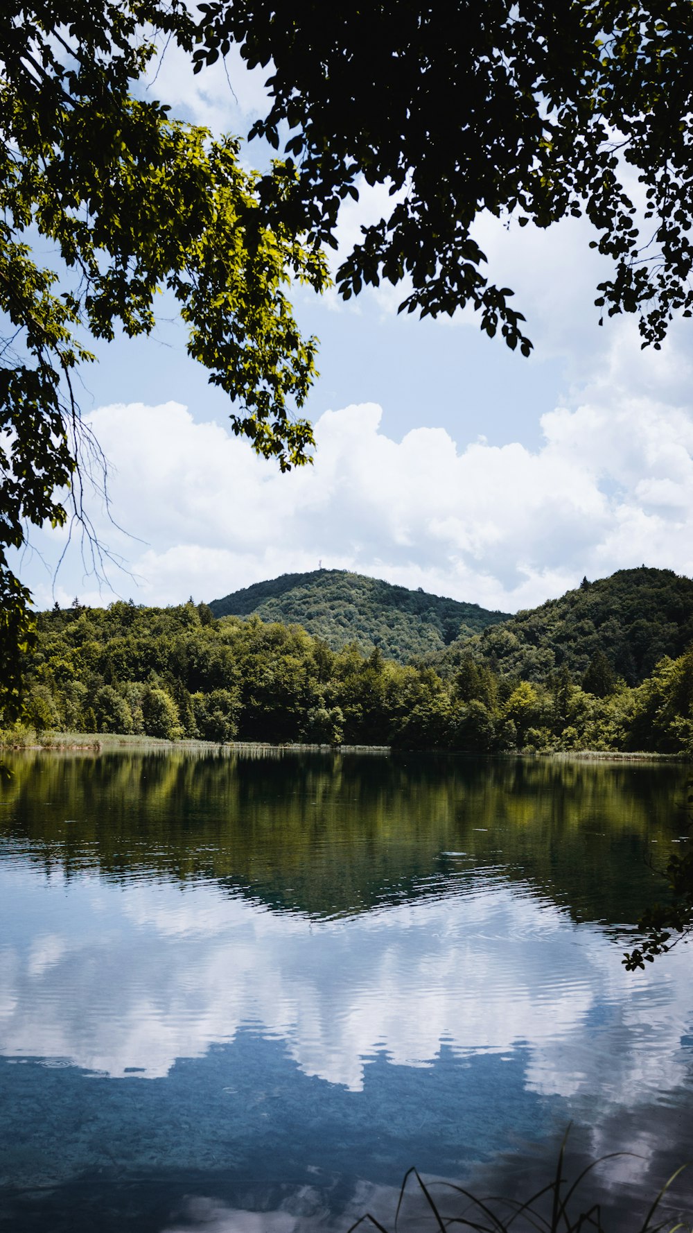 green trees near lake under white clouds and blue sky during daytime