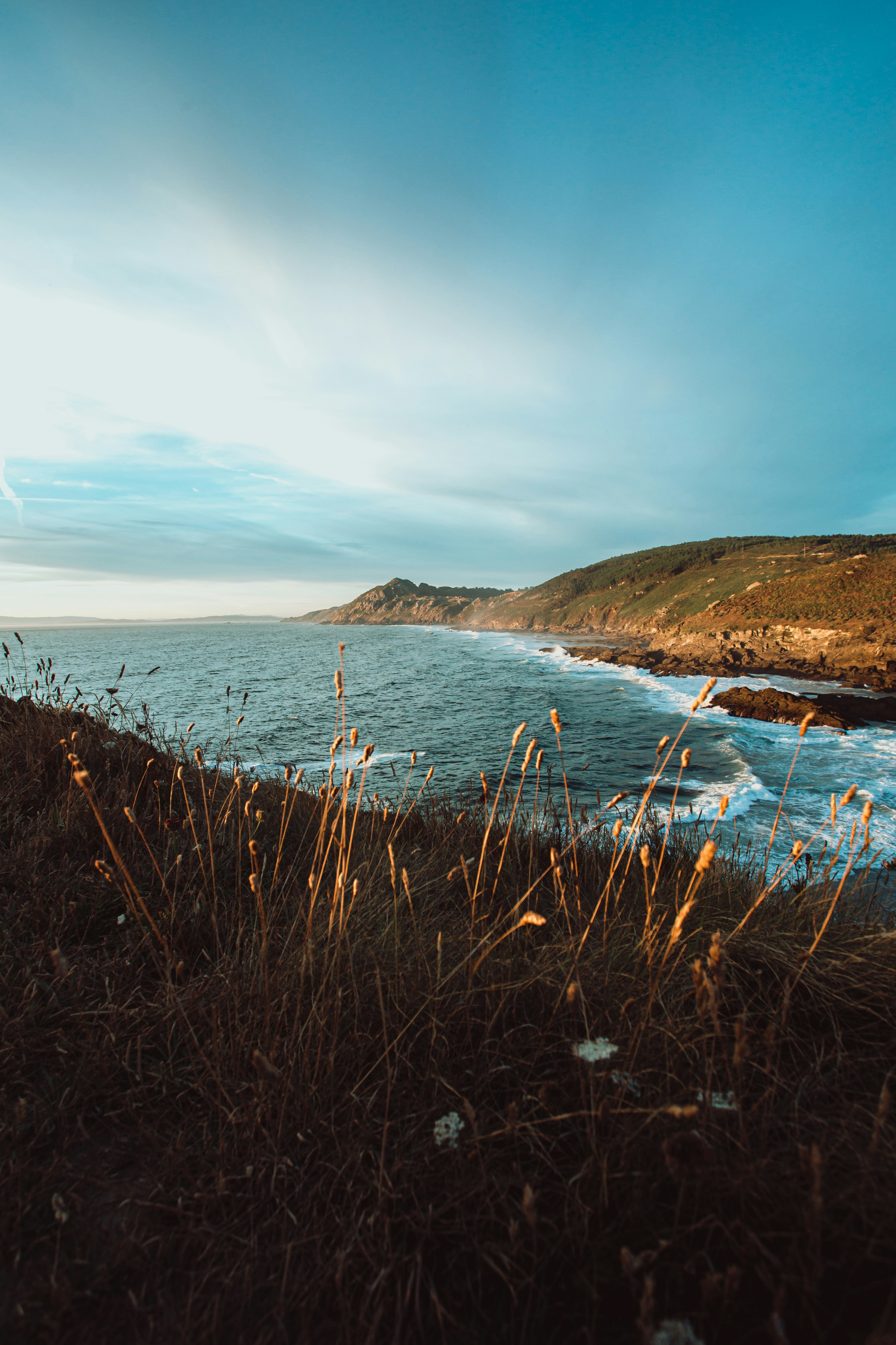 brown grass on seashore during daytime