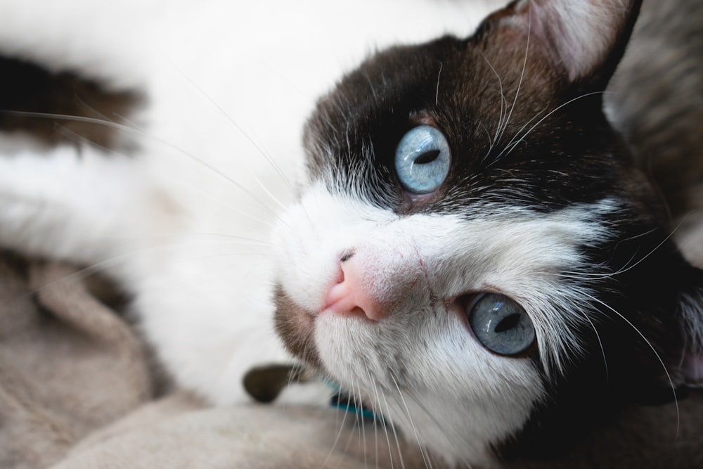white and black cat with blue eyes