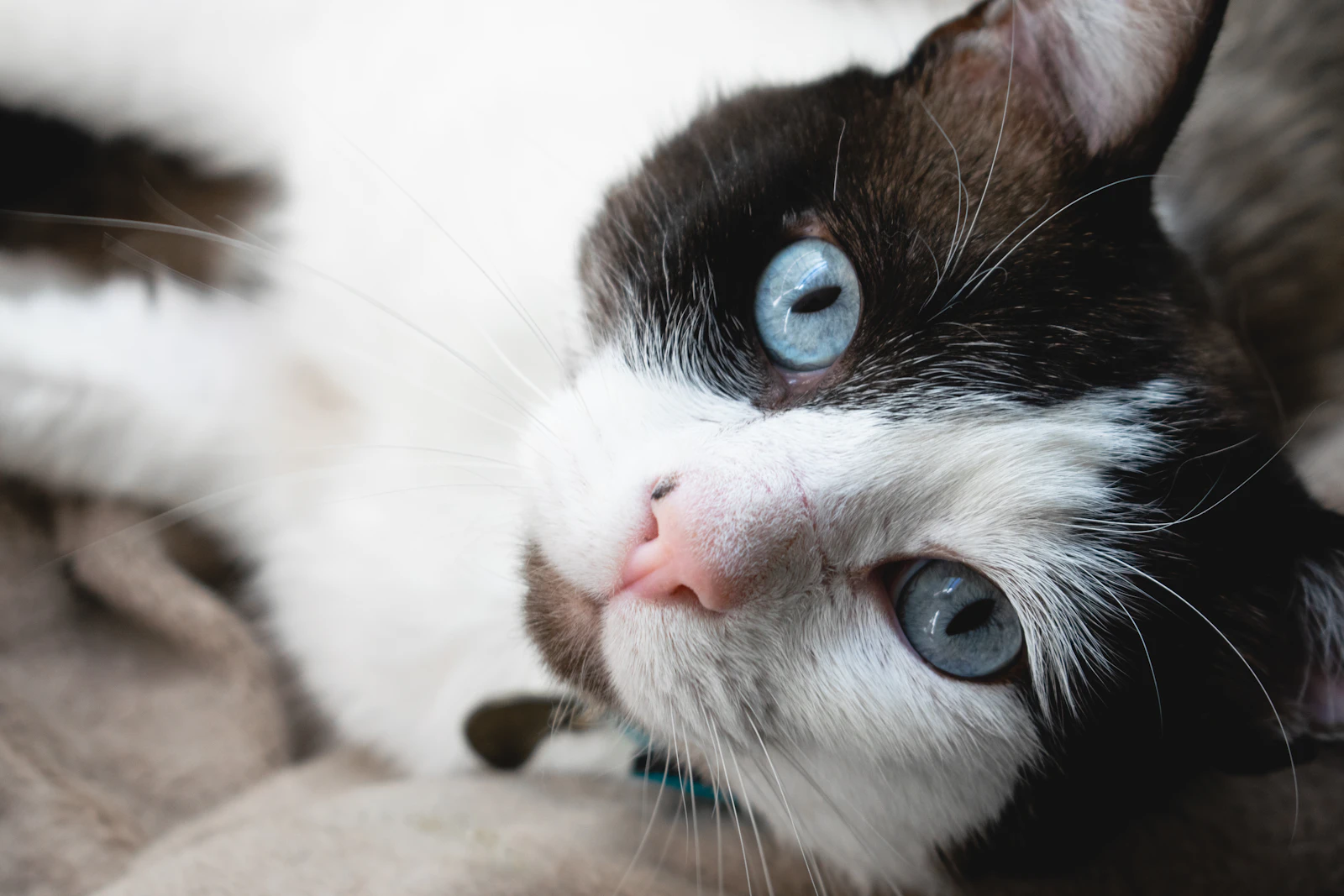 Blue-eyed cat resting in the feline-only boarding floor