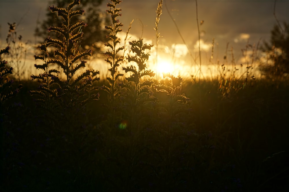 brown grass field during sunset