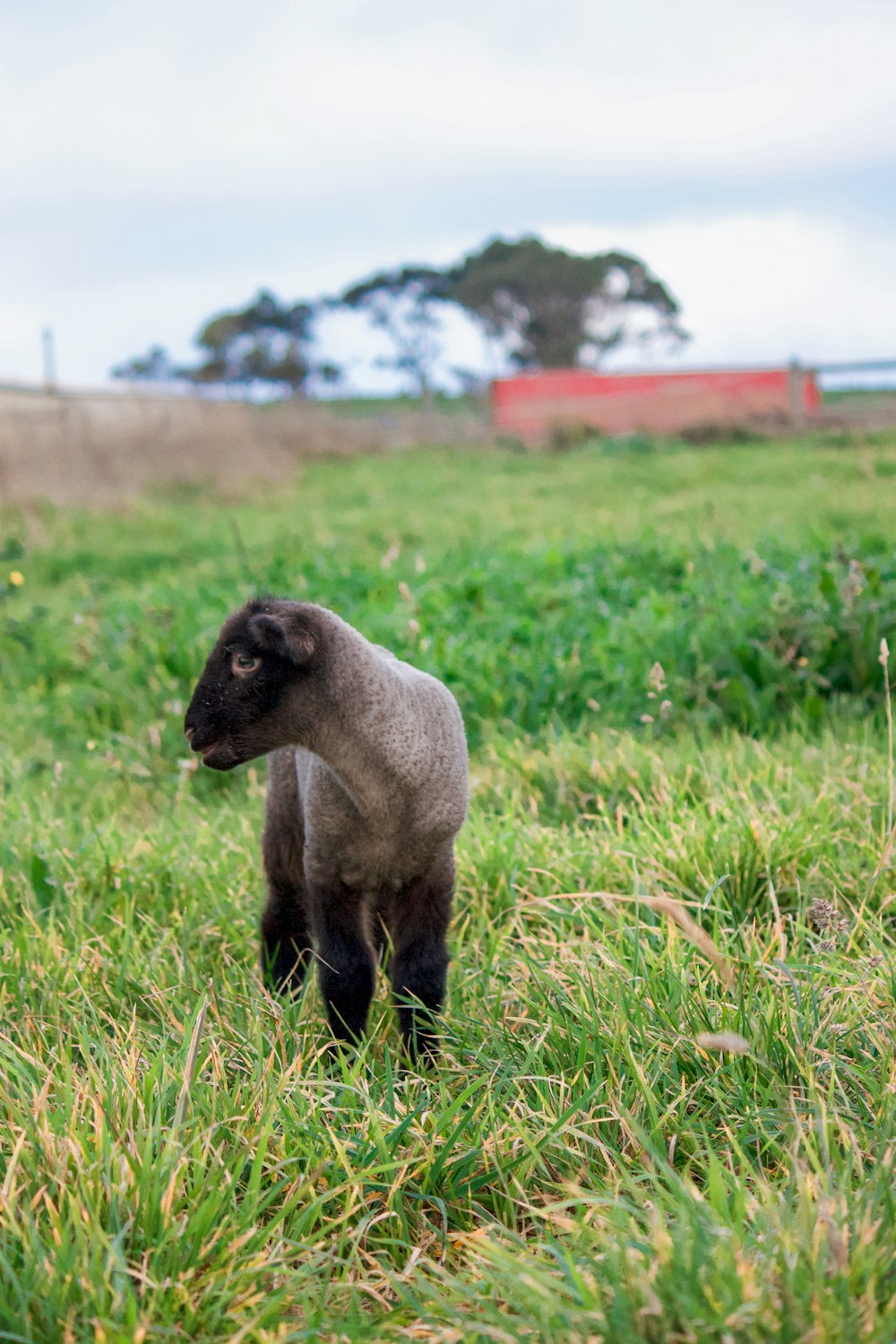 gray and black animal on green grass field during daytime