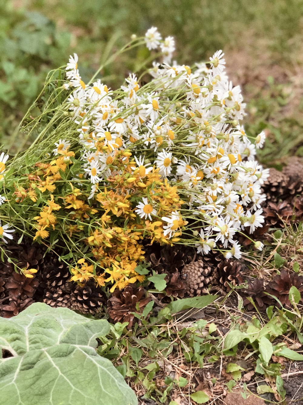 white and yellow flowers on brown soil