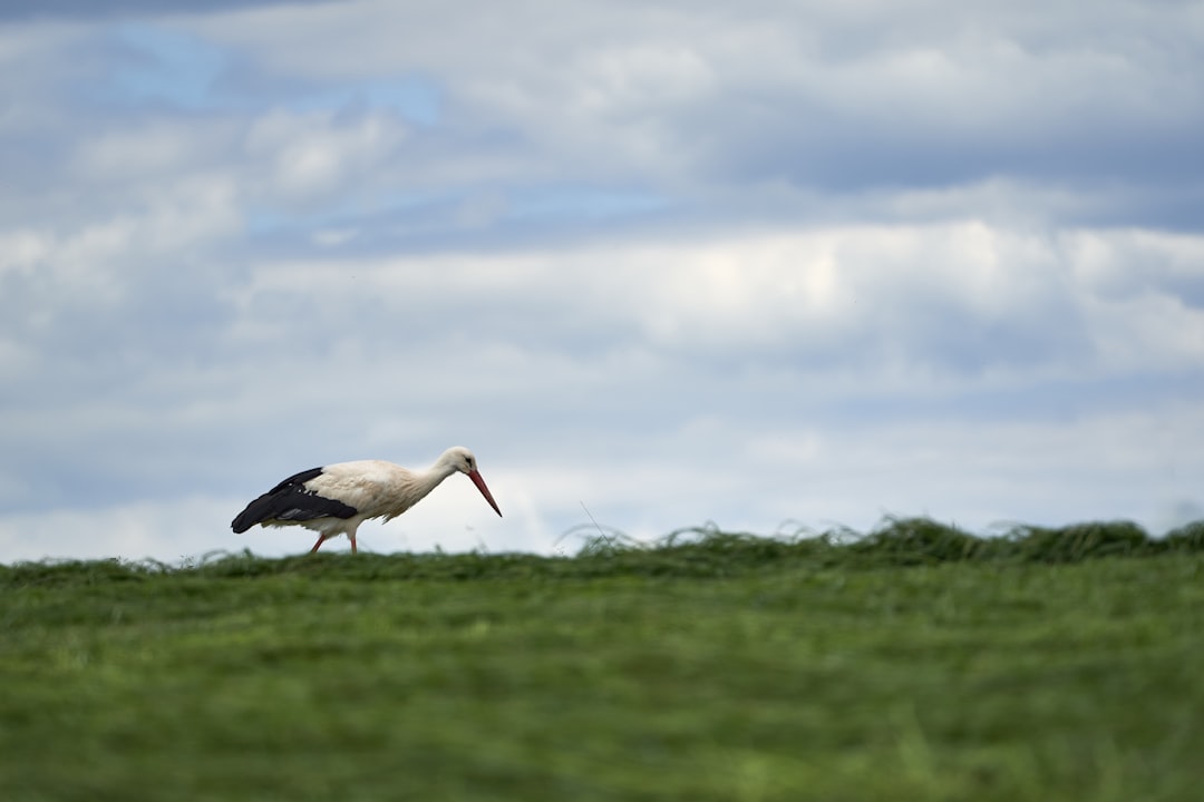 white stork on green grass field under white clouds during daytime