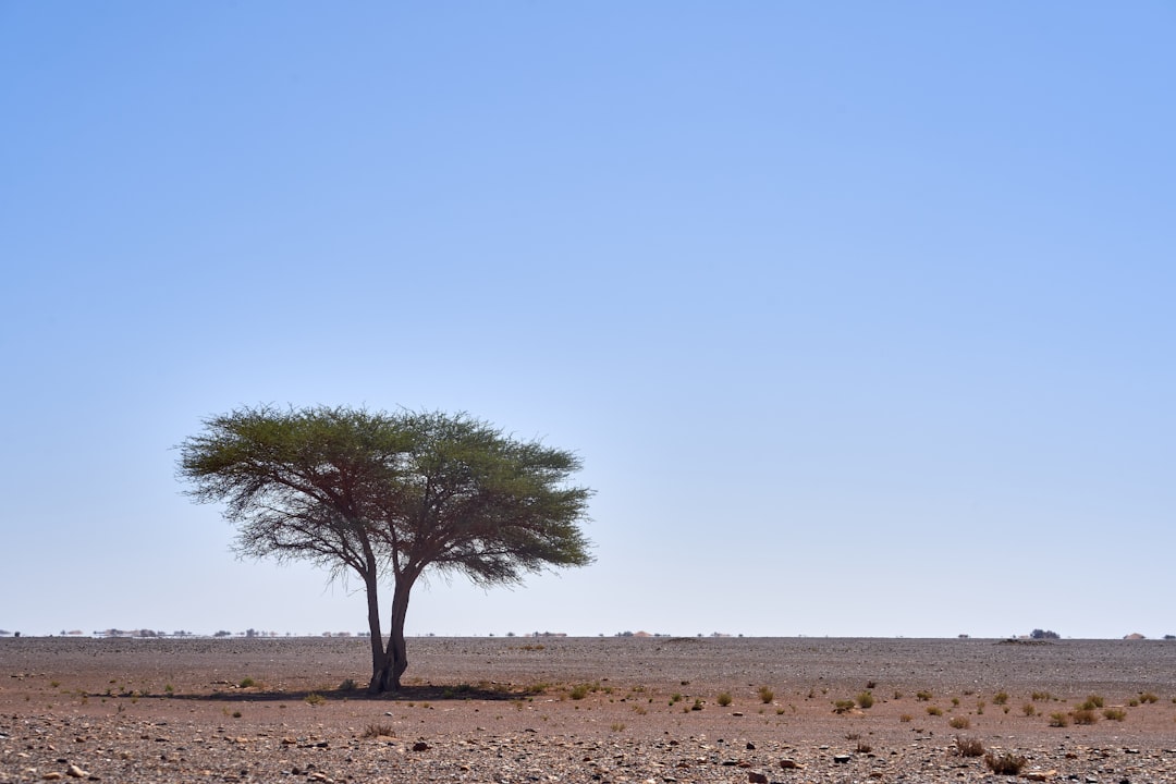 green tree on brown sand under blue sky during daytime