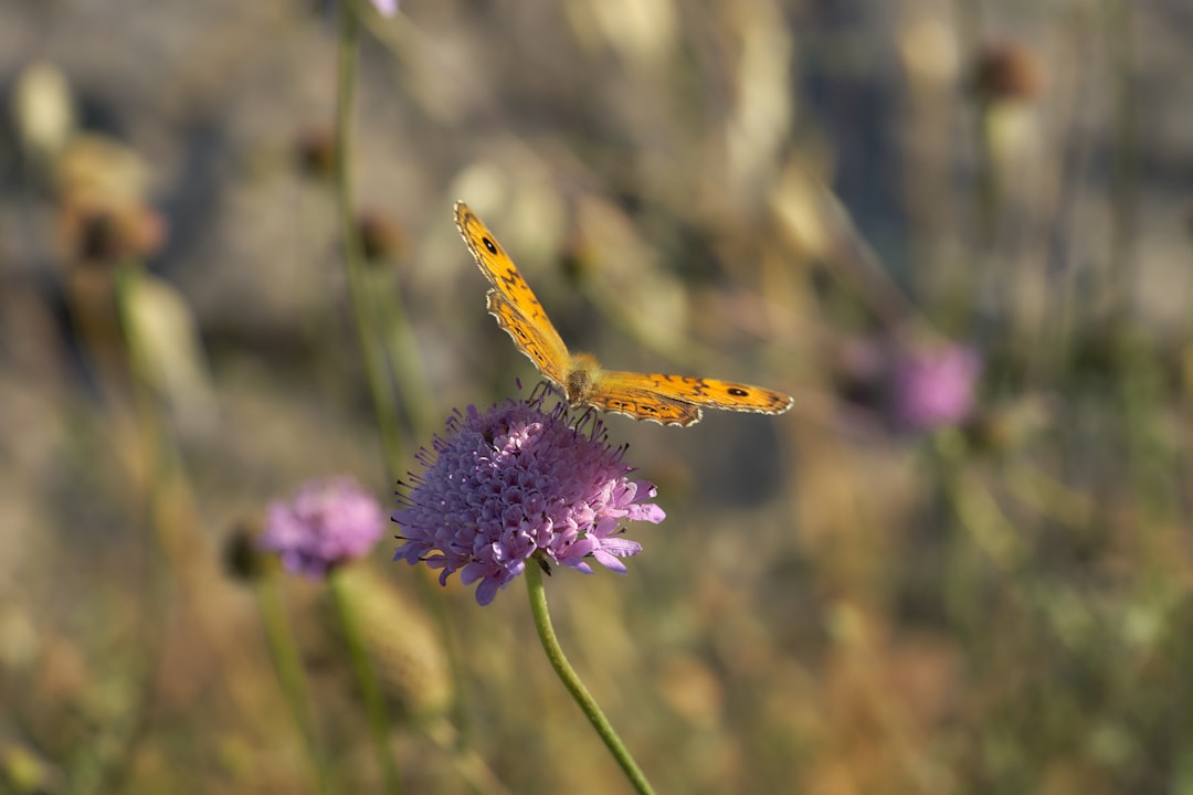 yellow and black butterfly on purple flower