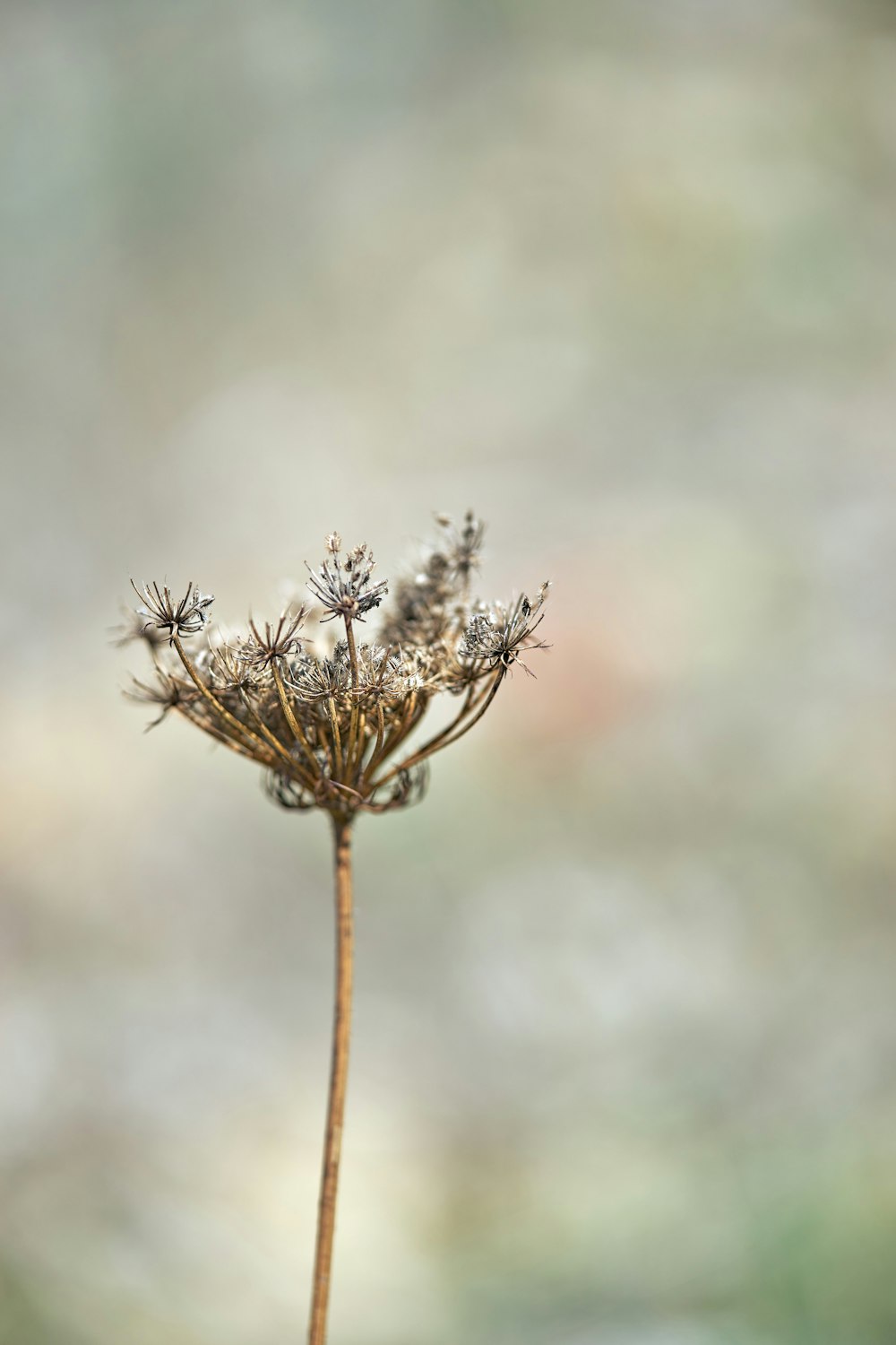 white flower in tilt shift lens