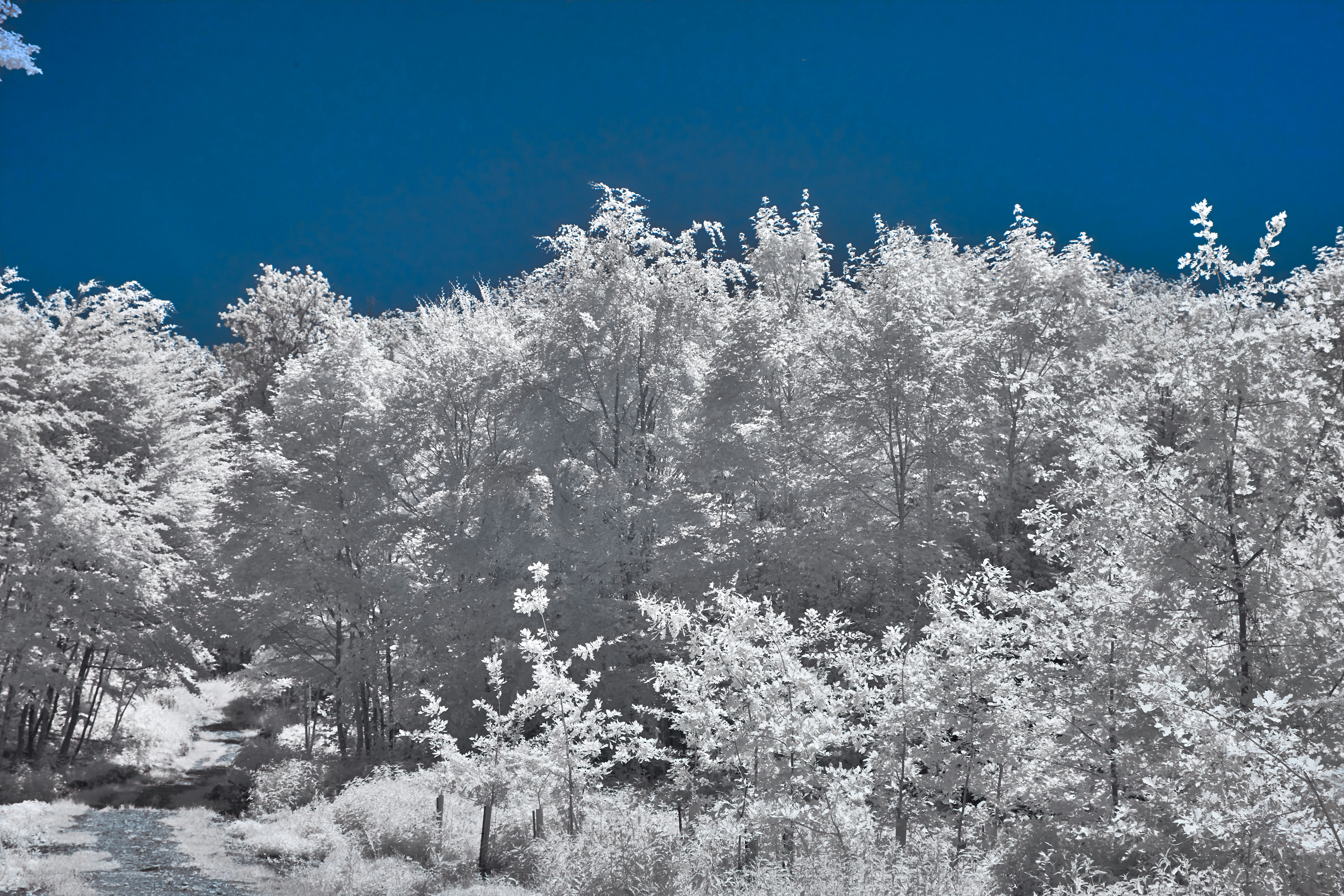 Photo by wolfgang_hasselmann