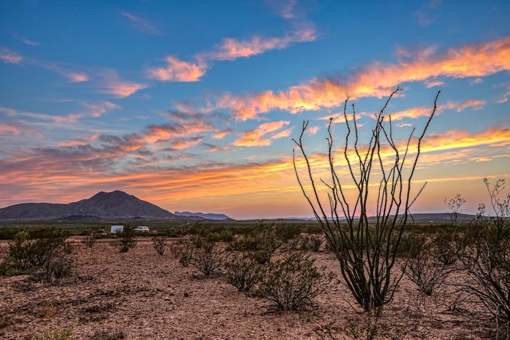 bare tree on brown field during sunset