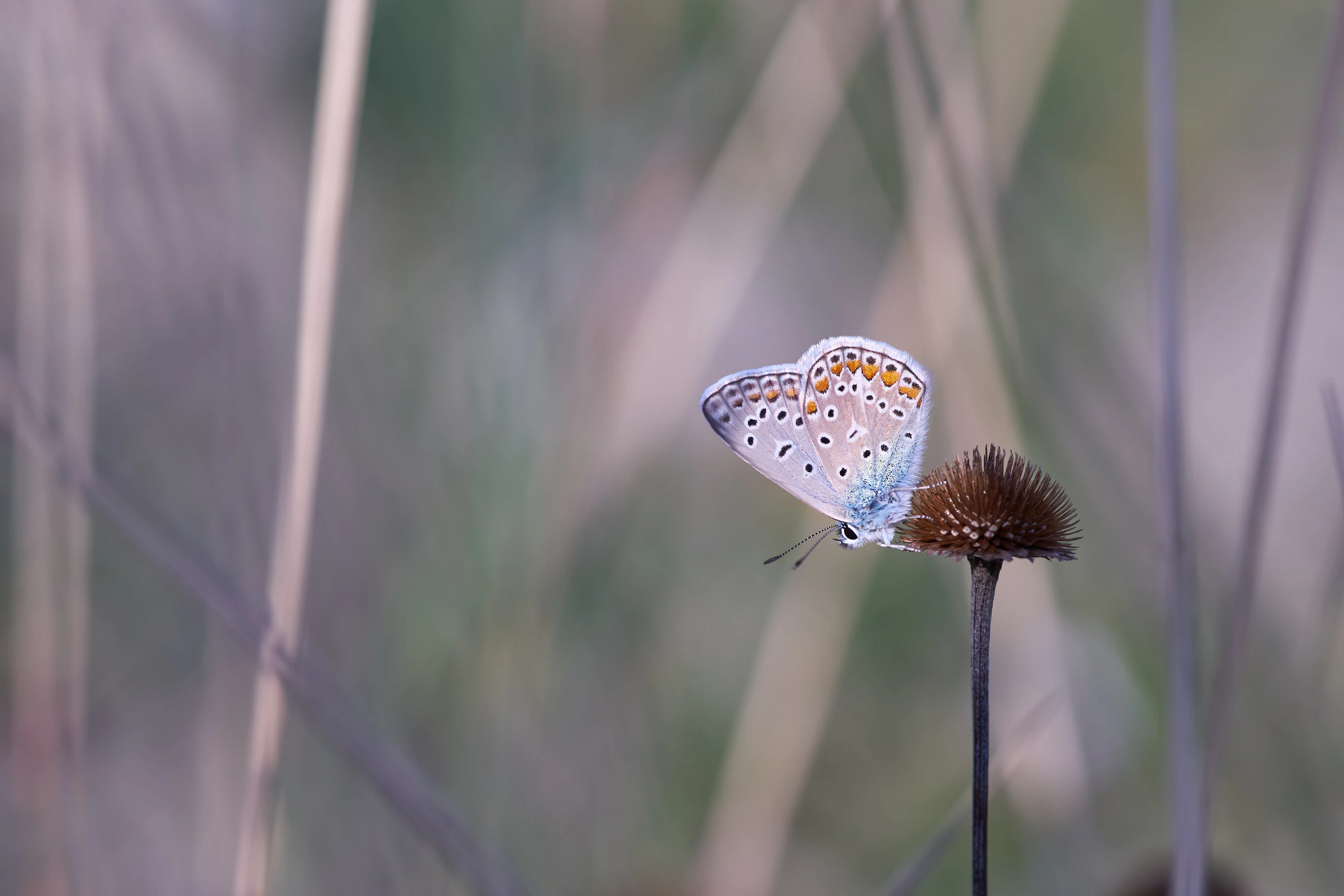 A colorful butterfly