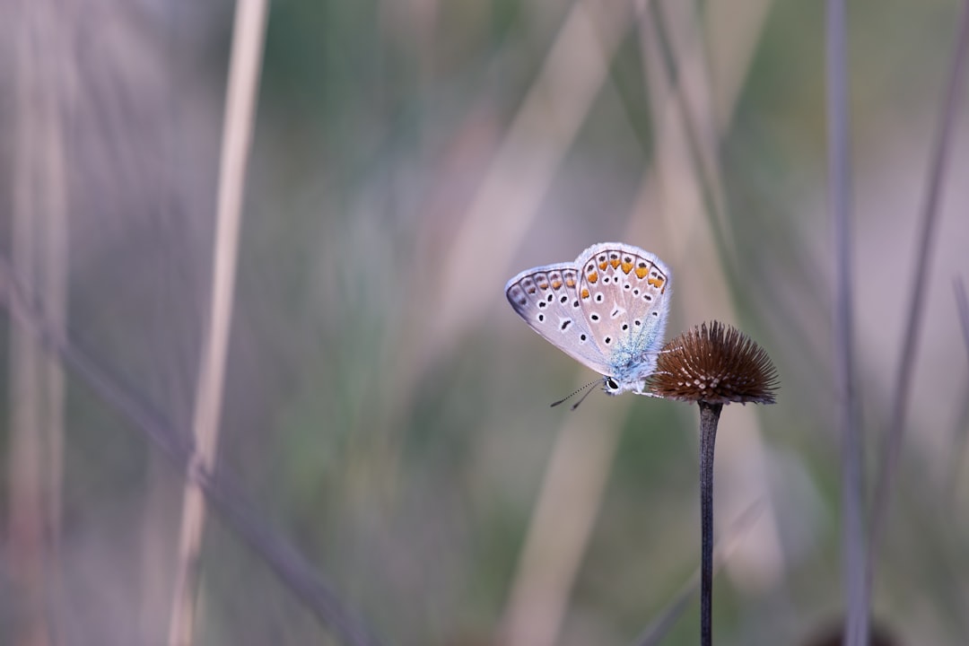 blue and white butterfly perched on brown plant stem in close up photography during daytime