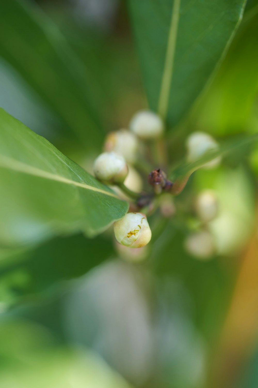 white flower buds in tilt shift lens