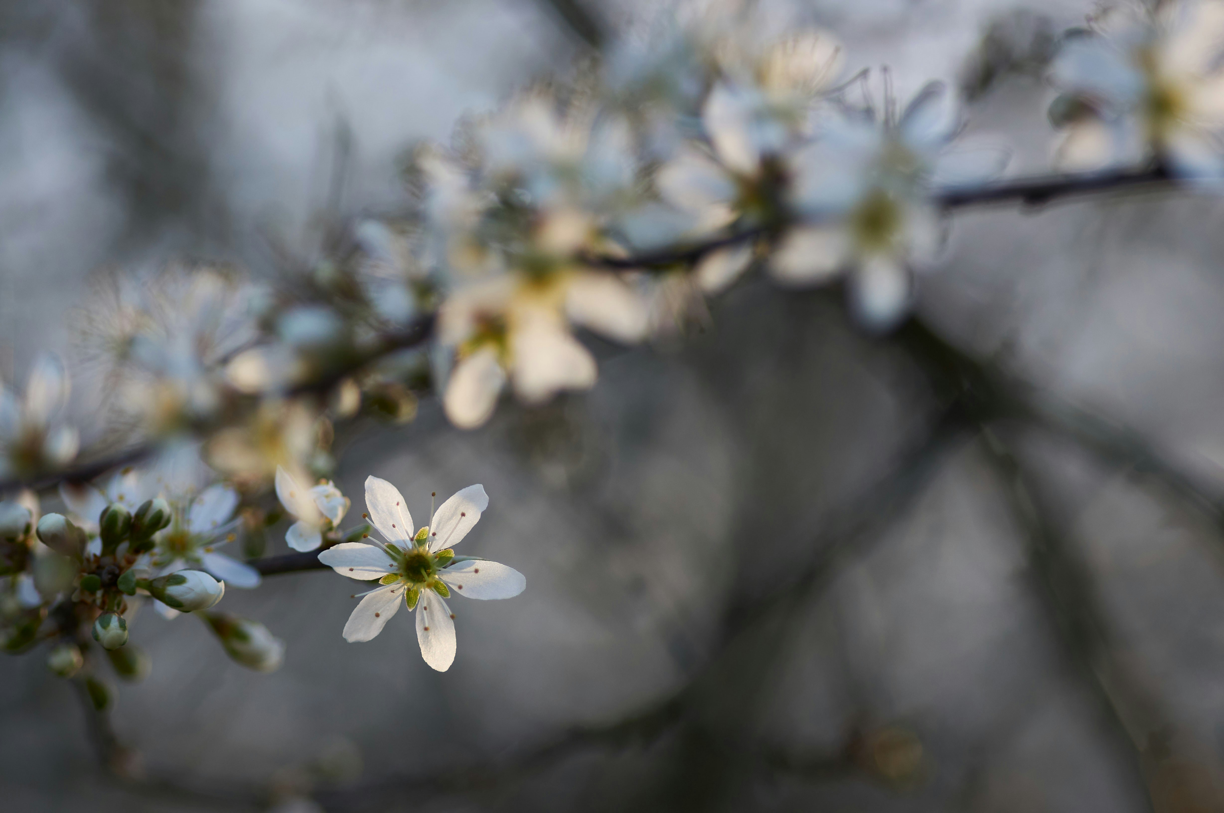 Photo by wolfgang_hasselmann