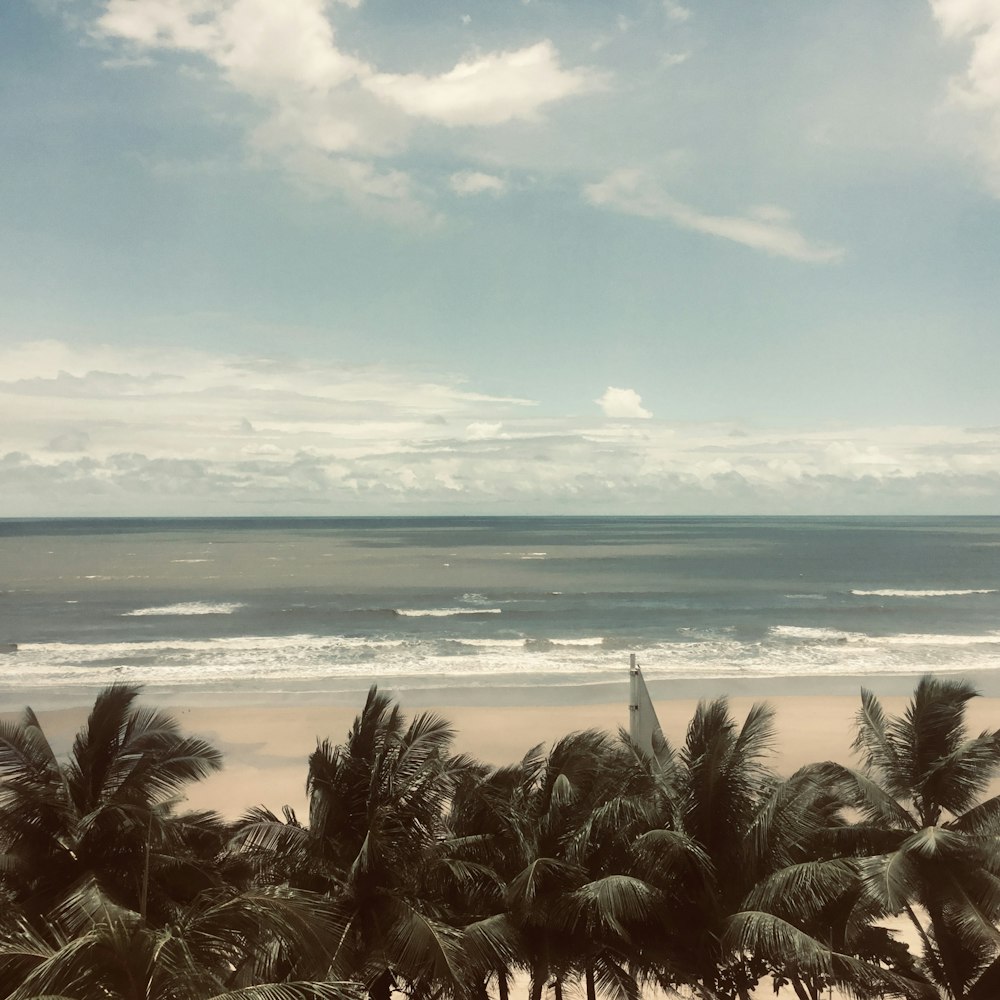 green palm trees near sea under blue sky during daytime