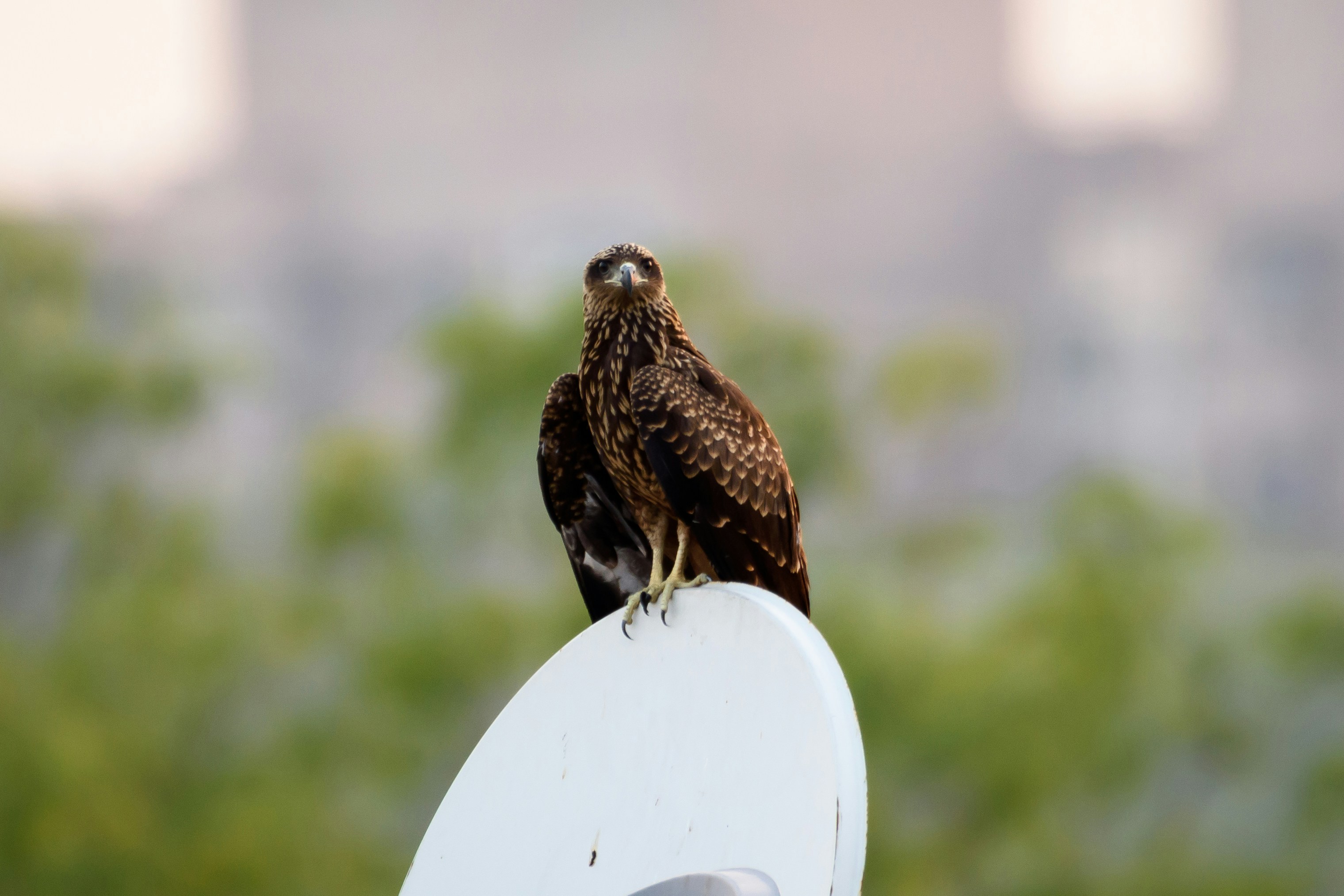 brown and black falcon on white round table during daytime